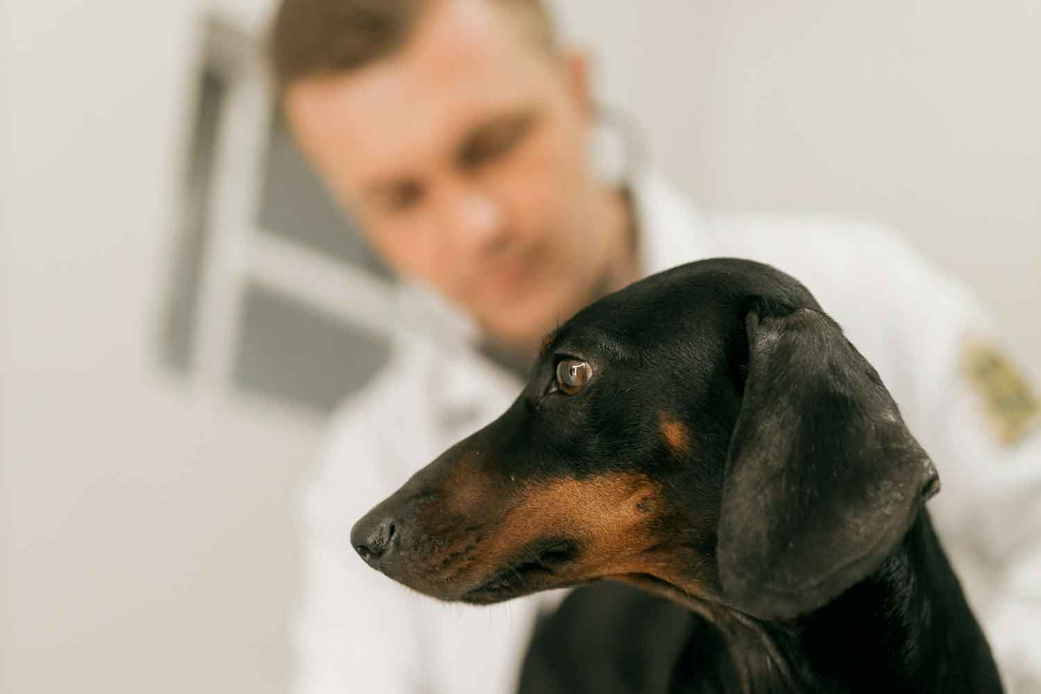 Training in Holistic Veterinary Modalities