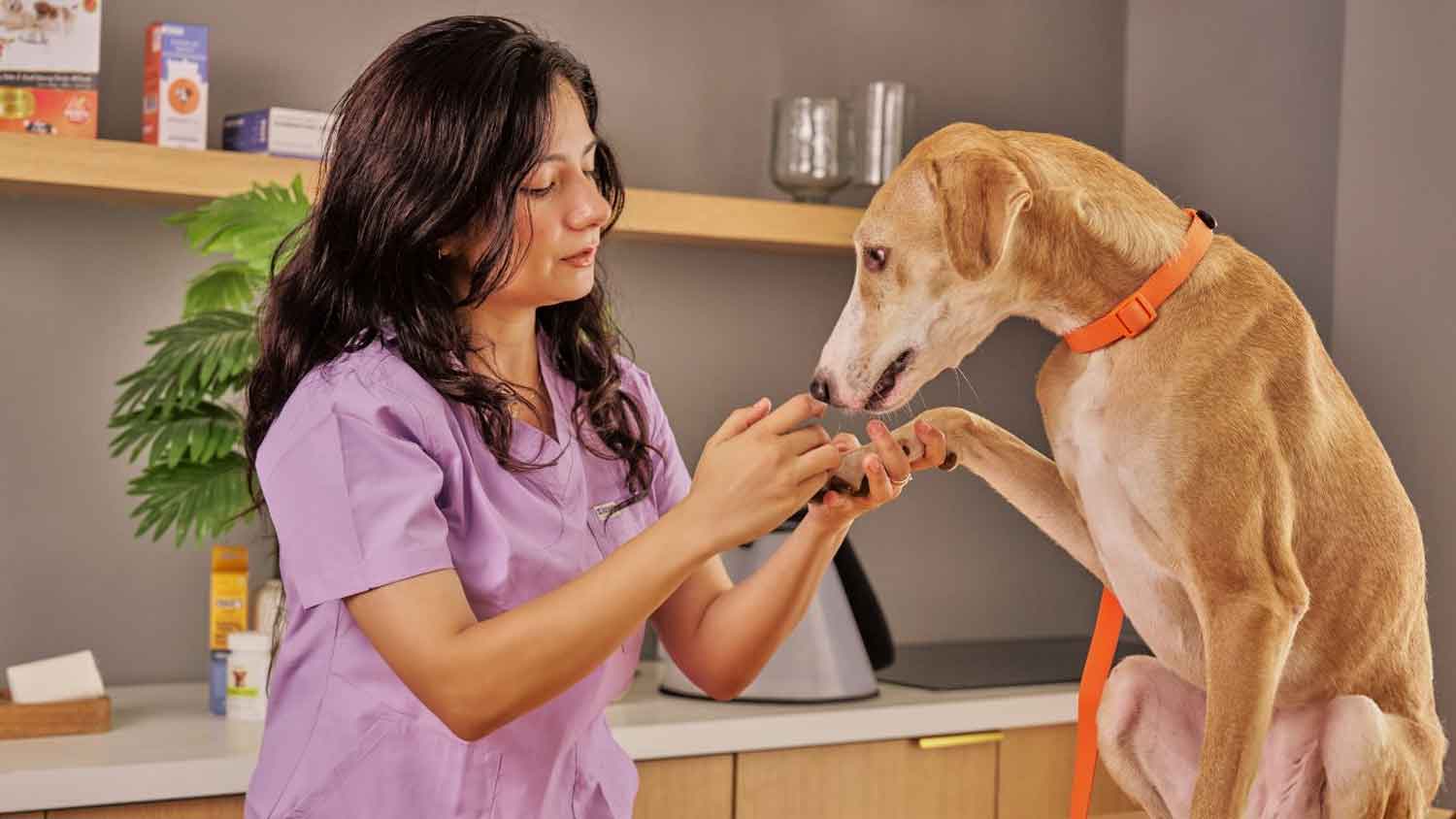 Becoming a Holistic Vet